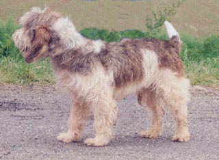 Petit Basset Griffon Venden